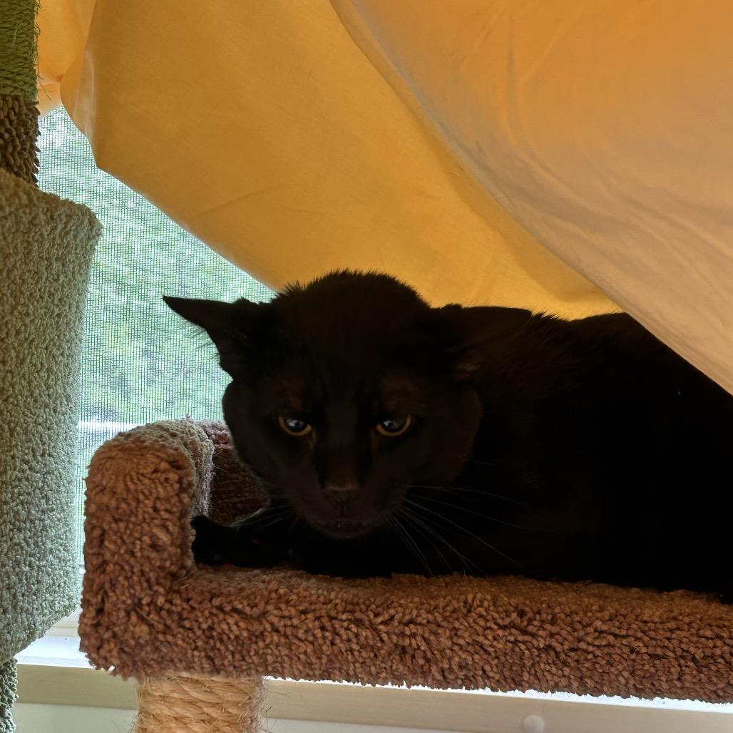 Peanut, Adoptable, Adult Male Domestic Short Hair.