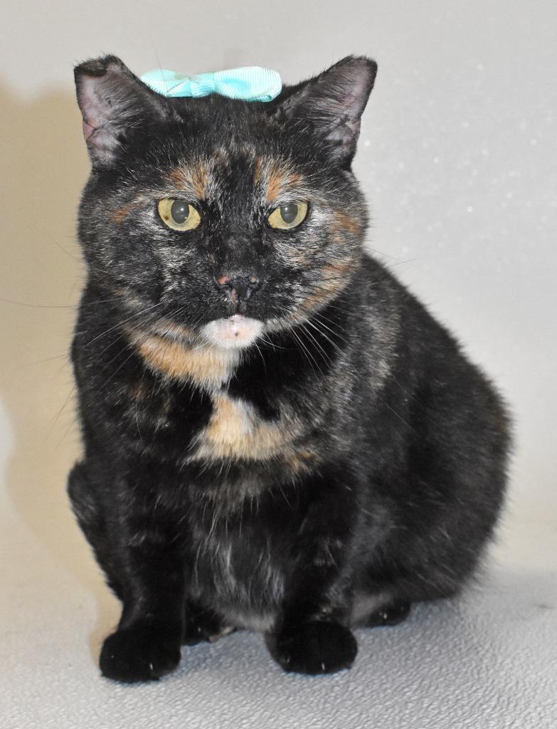 Eartha, Adoptable, Adult Female Domestic Short Hair.