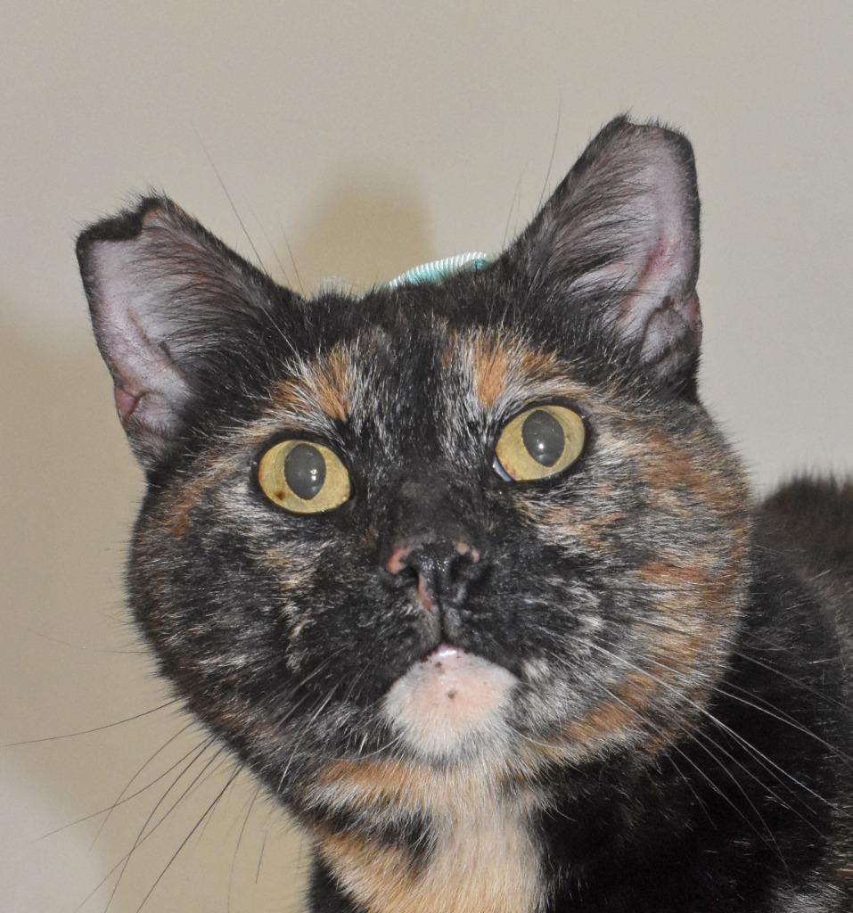 Enlarge Eartha, a Adoptable mixed breed in Springfield, OH image 2/3