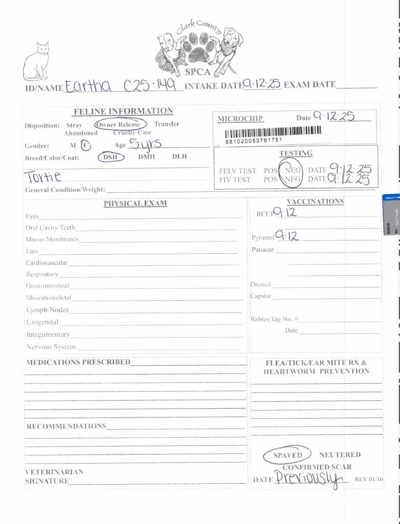 Enlarge Eartha, a Adoptable mixed breed in Springfield, OH image 3/3