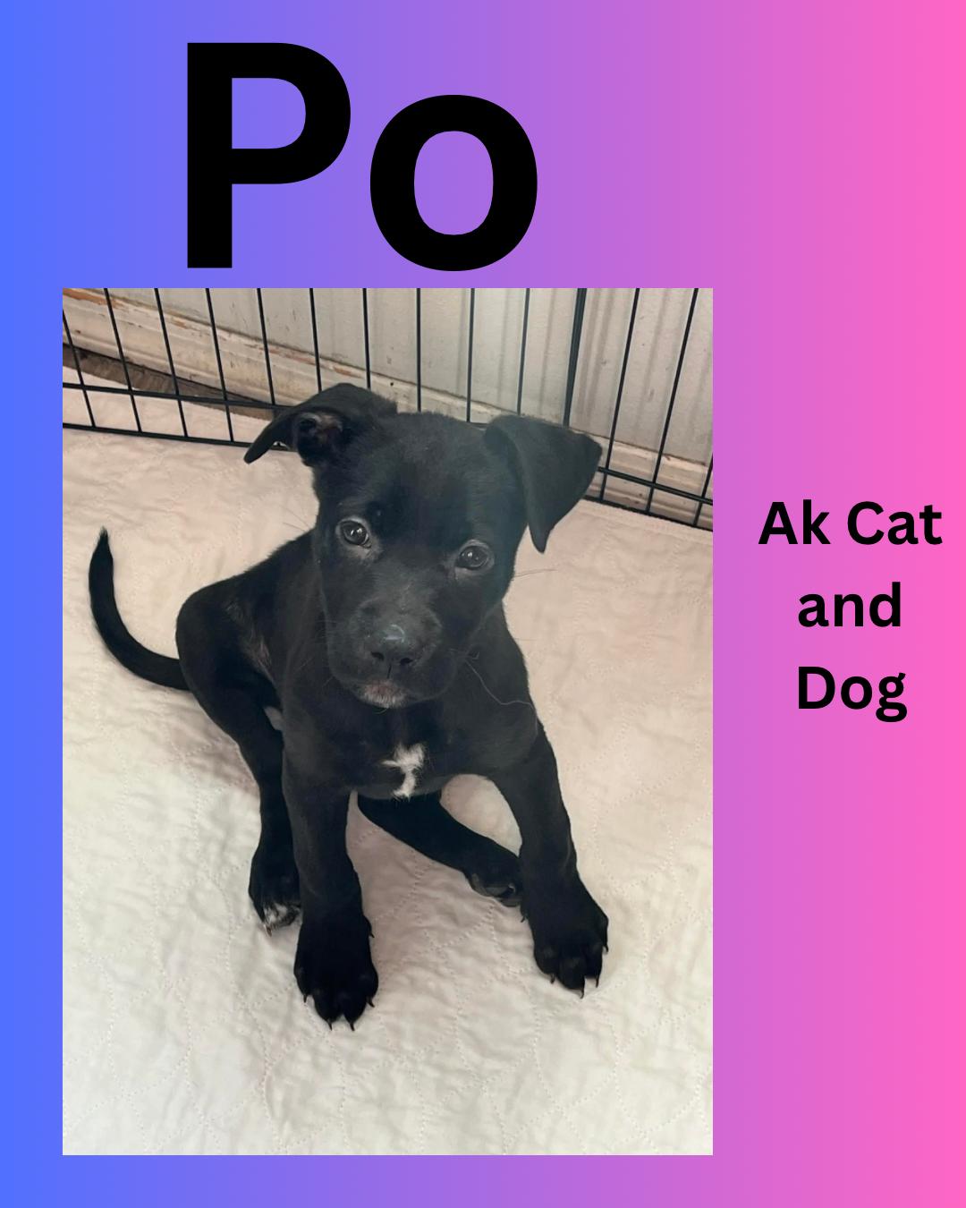 Enlarge Po (Gsd pup 3), a Adoptable mixed breed in Wasilla, AK image 1/1