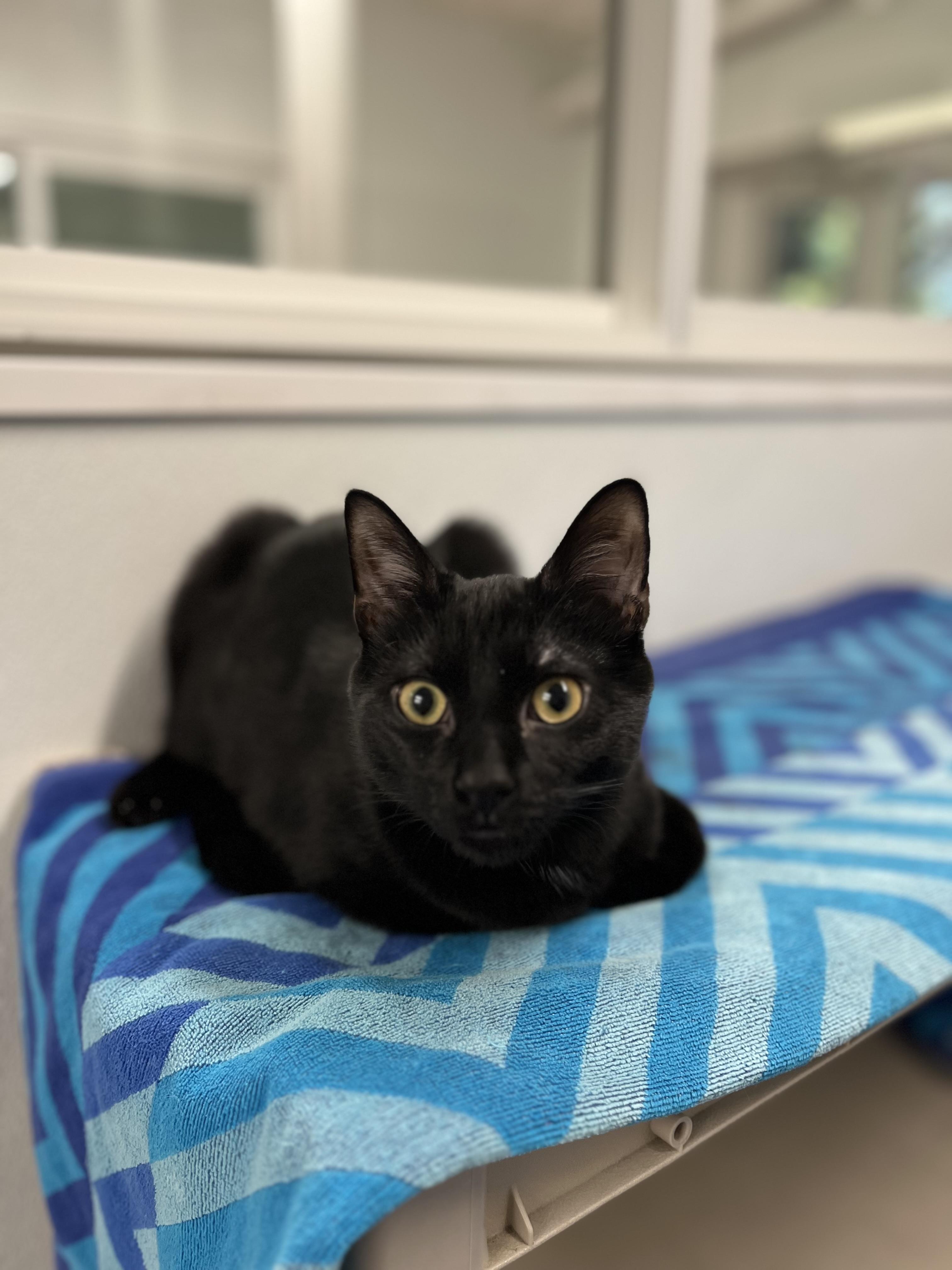 Ronnie, Adoptable, Kitten Male Domestic Short Hair.