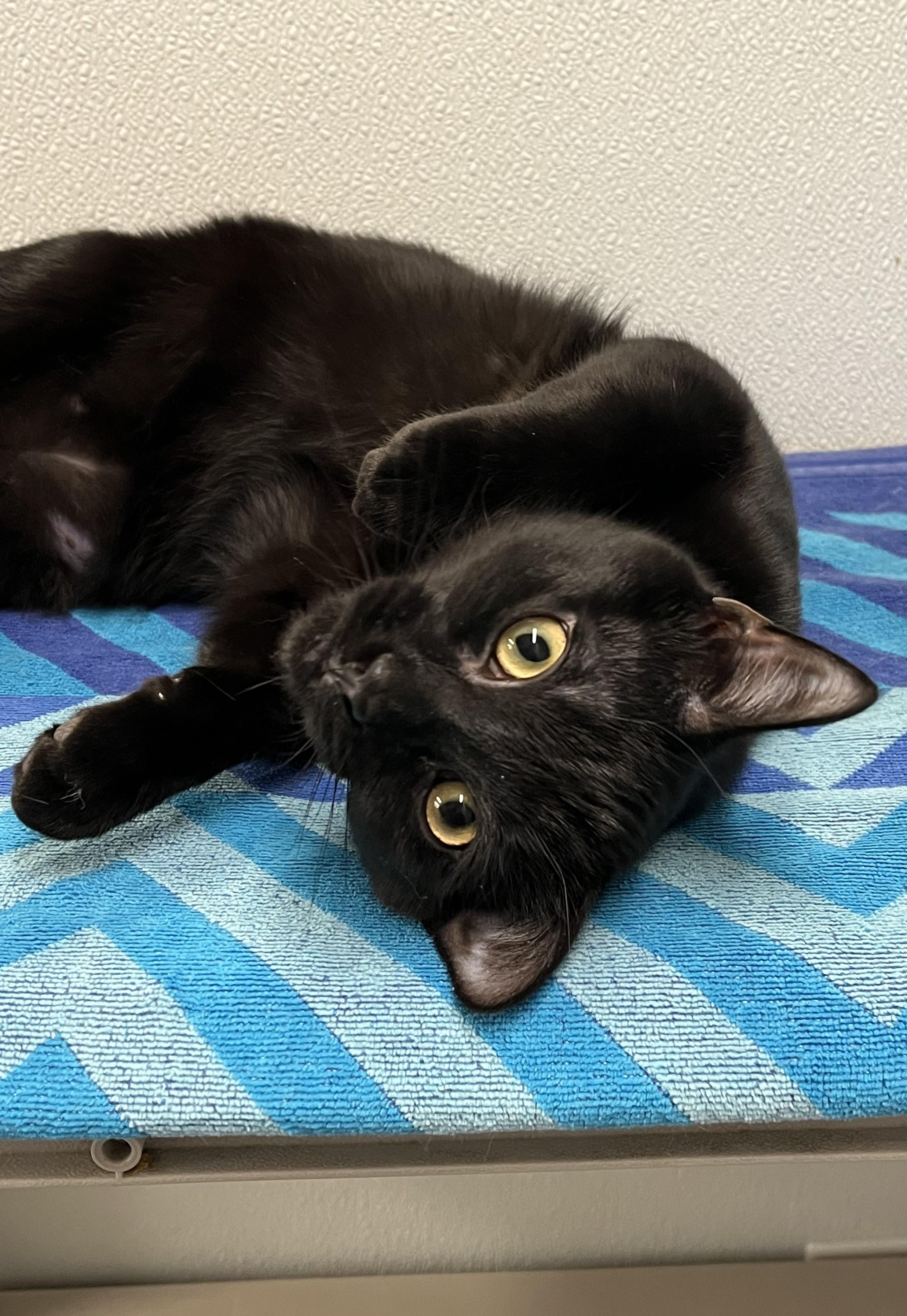 Enlarge Ronnie, a Adoptable mixed breed in Harrison, NY image 2/4