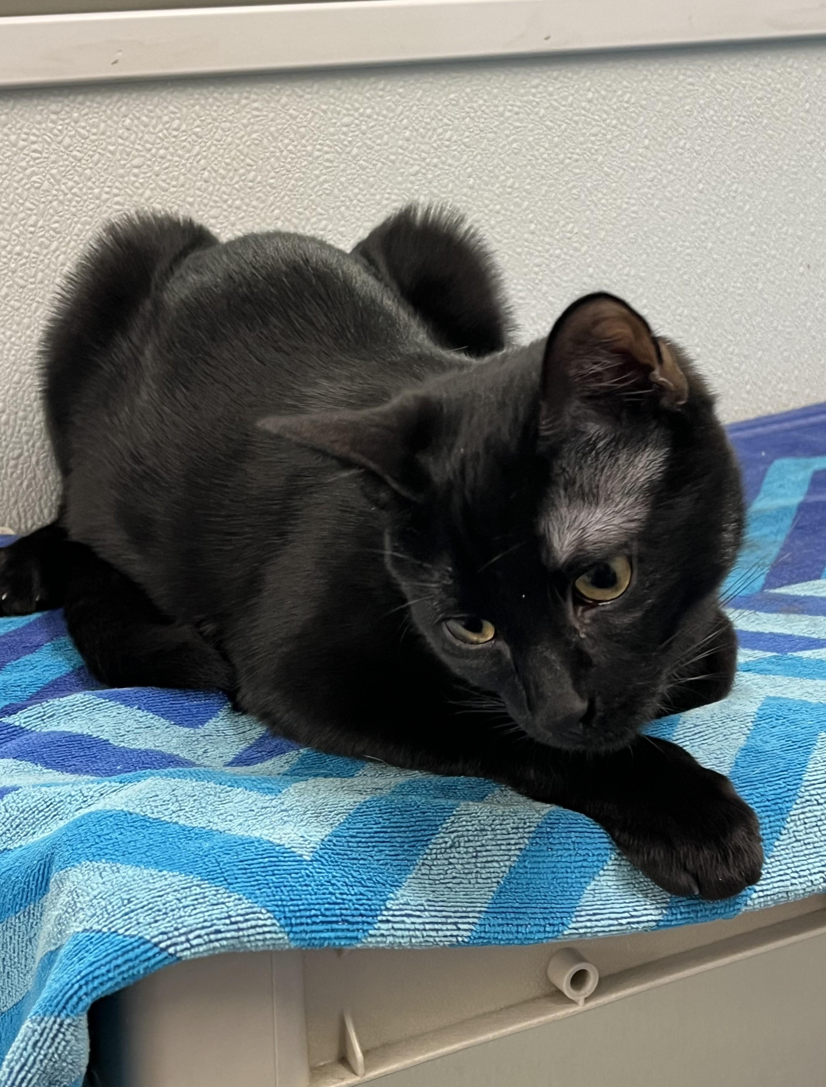 Enlarge Ronnie, a Adoptable mixed breed in Harrison, NY image 3/4