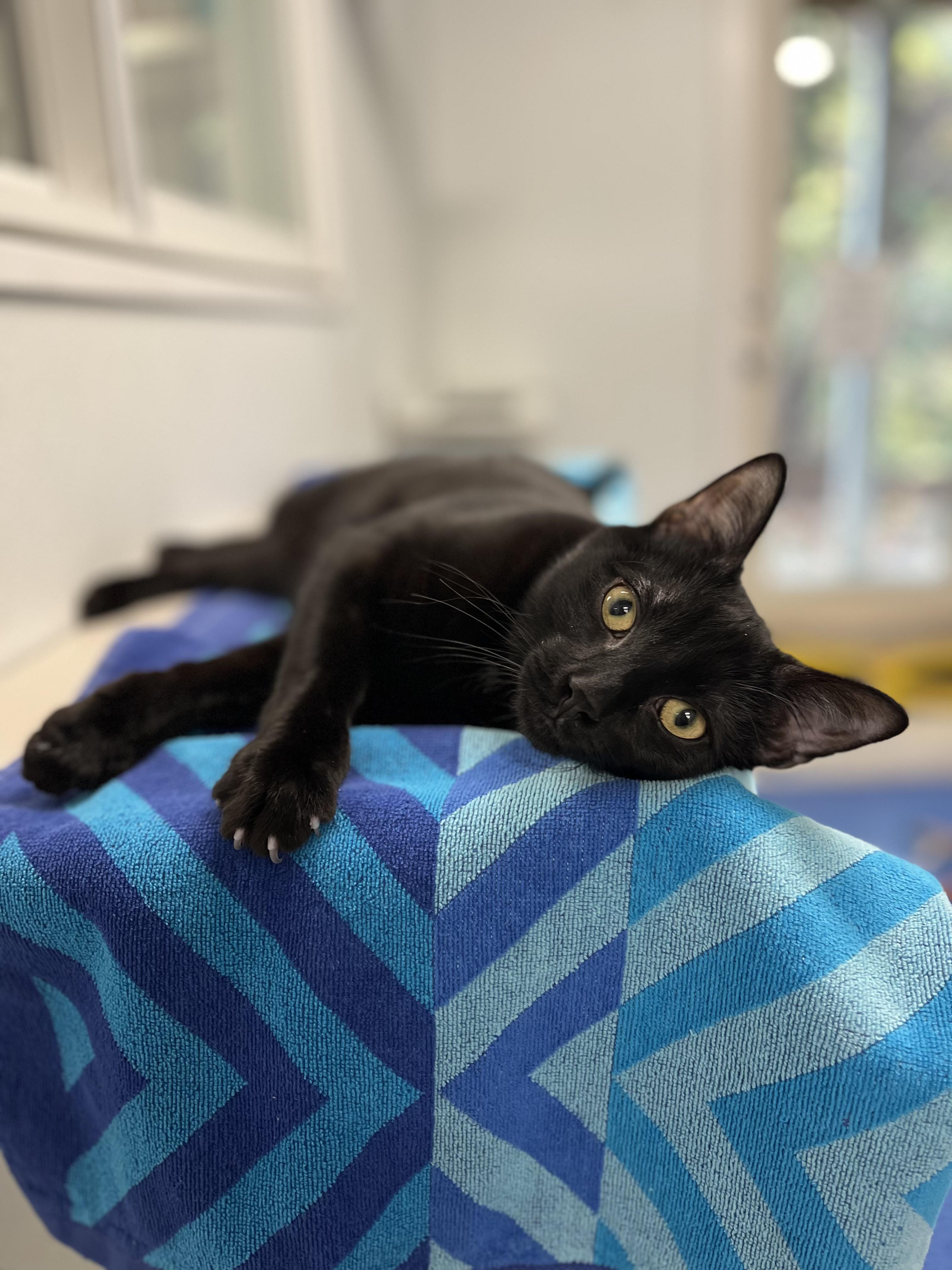 Enlarge Ronnie, a Adoptable mixed breed in Harrison, NY image 4/4