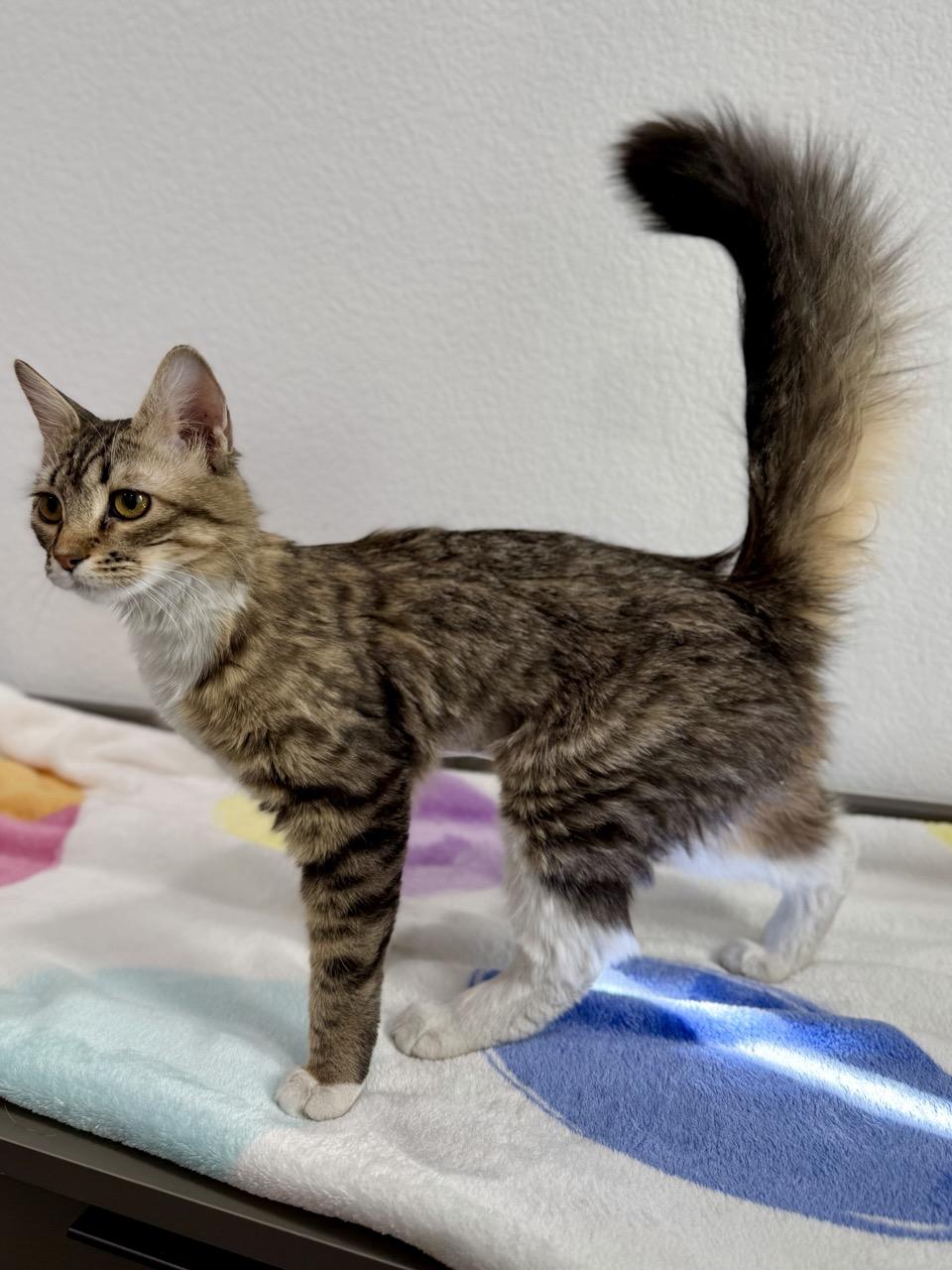 Enlarge Mirabel, an adopted Domestic Medium Hair in Las Vegas, NV image 2/2