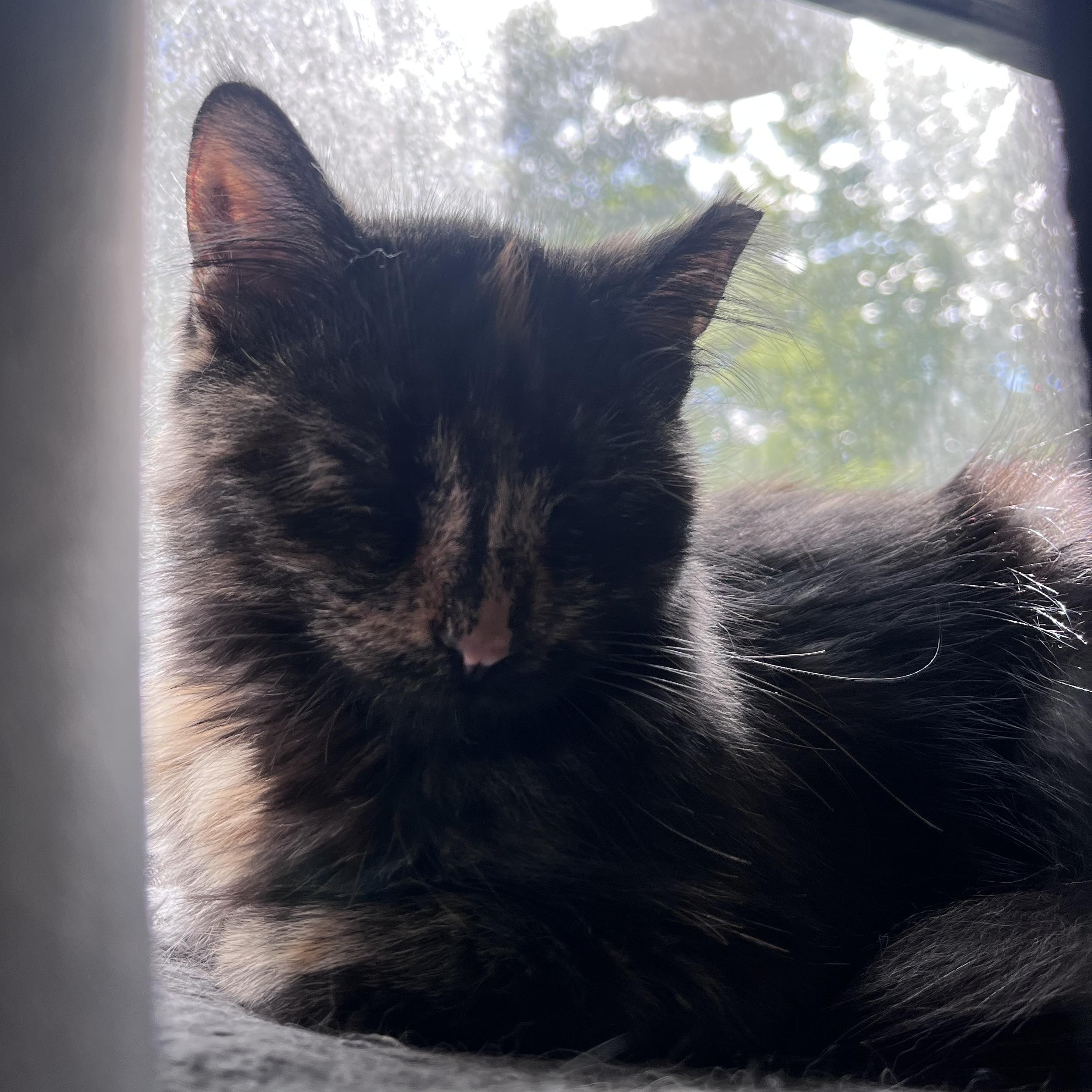 Enlarge Sarah, a Adopted Domestic Medium Hair in Milwaukee, WI image 4/5