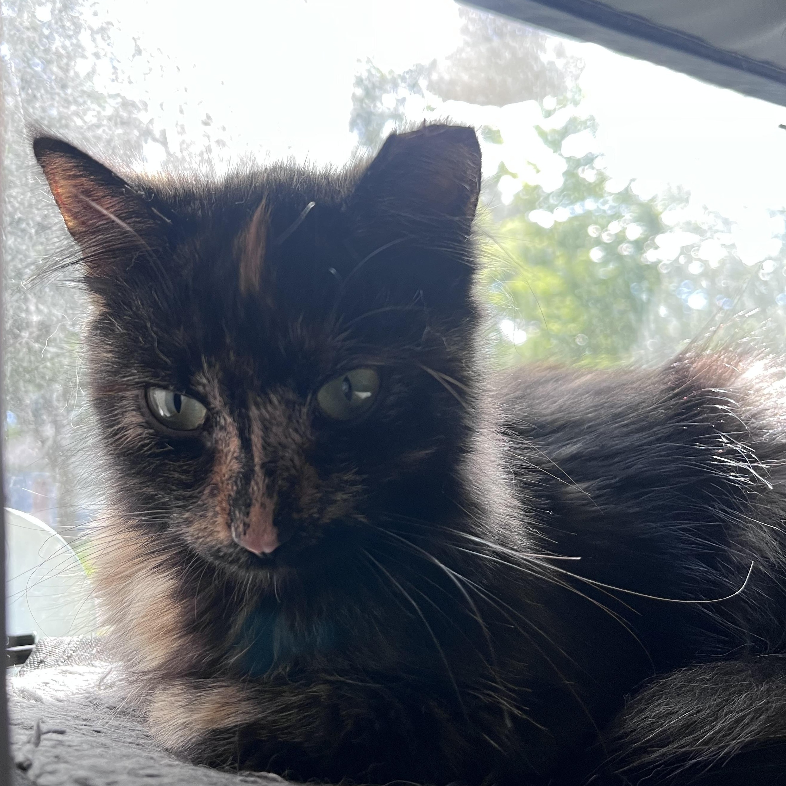 Enlarge Sarah, a Adopted Domestic Medium Hair in Milwaukee, WI image 3/5