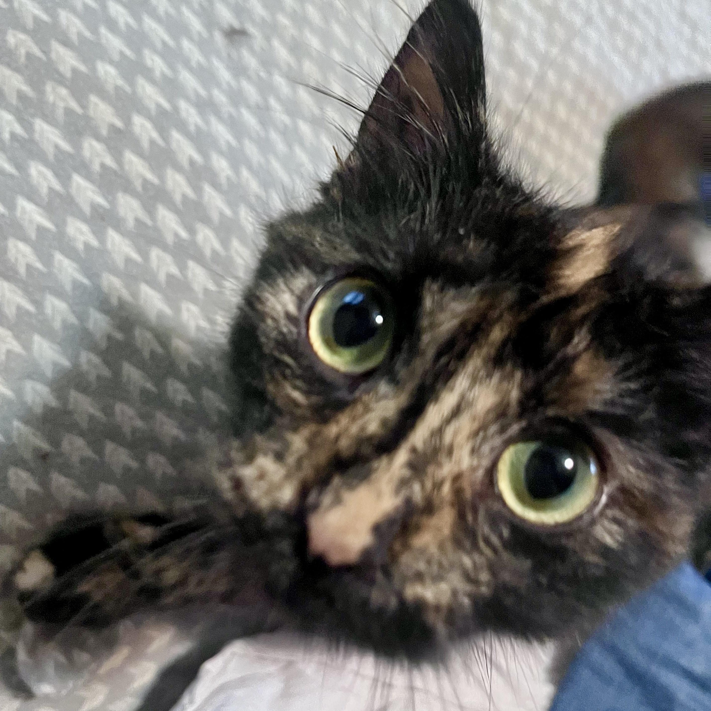 Enlarge Sarah, a Adopted Domestic Medium Hair in Milwaukee, WI image 2/5