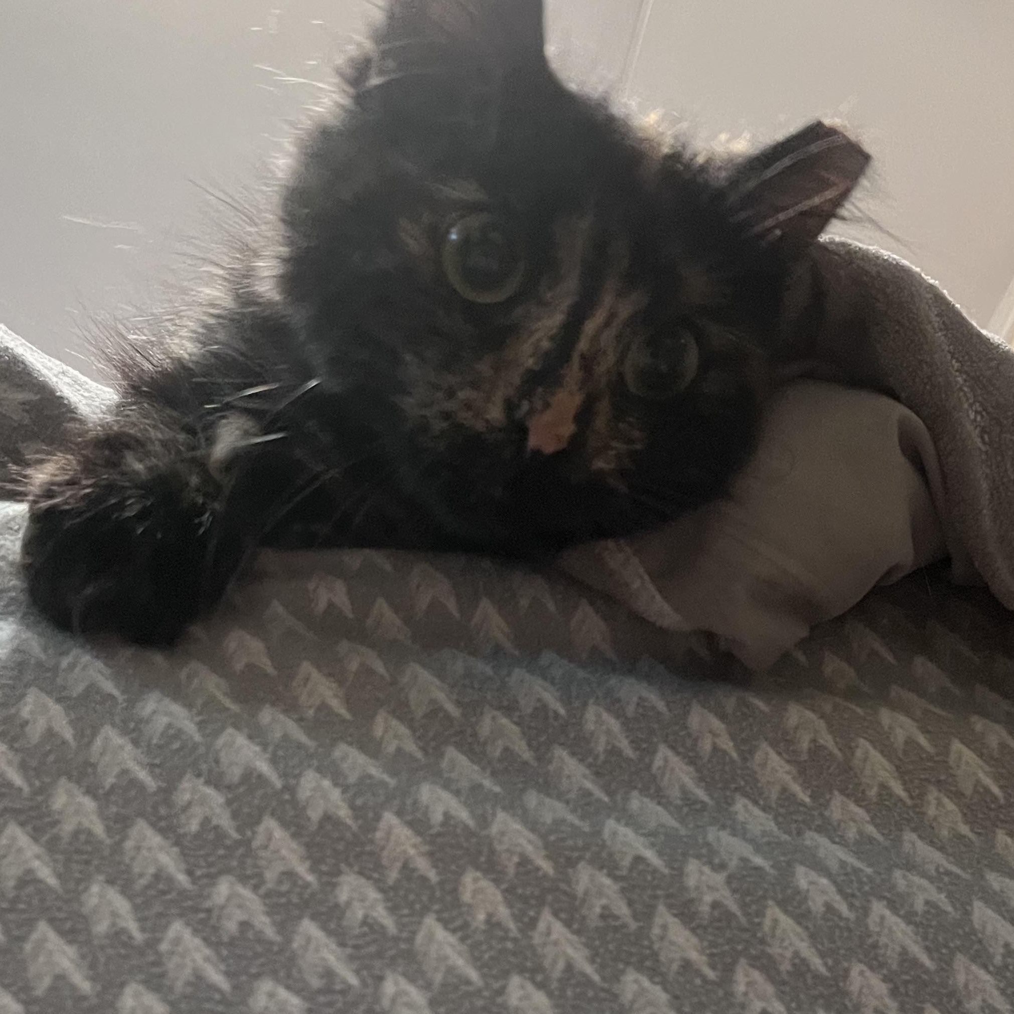Enlarge Sarah, a Adopted Domestic Medium Hair in Milwaukee, WI image 5/5