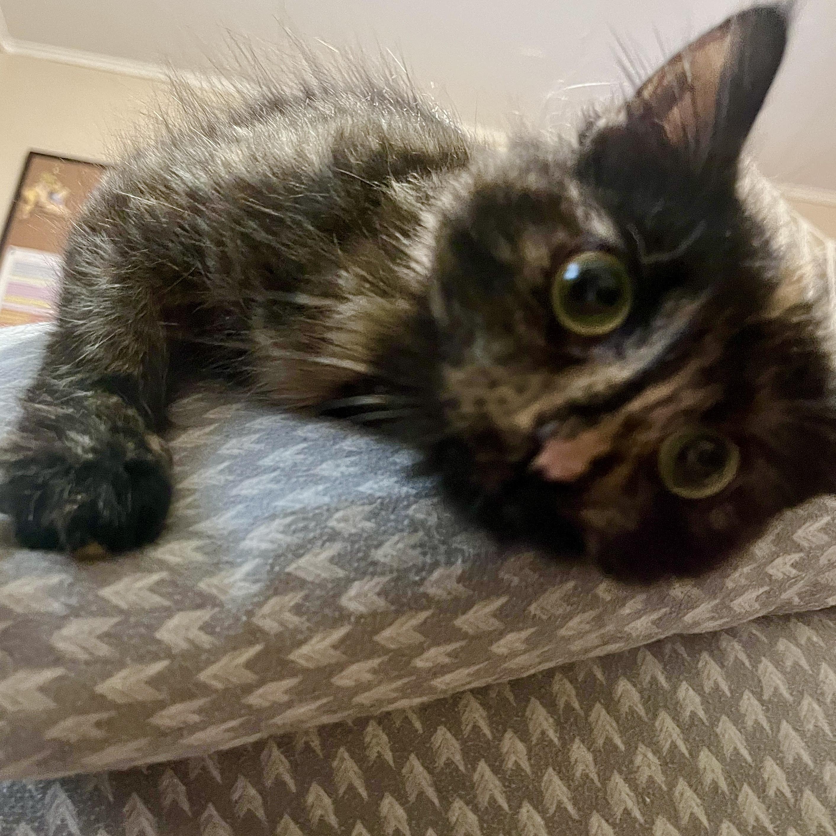 Sarah, Adopted, Young Female Domestic Medium Hair.