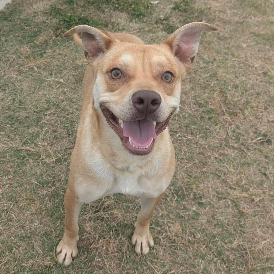 Enlarge JOHNNY  Available NOW - ADOPTION or RESCUE!, a Adoptable Mixed Breed in Nashville, NC image 1/2