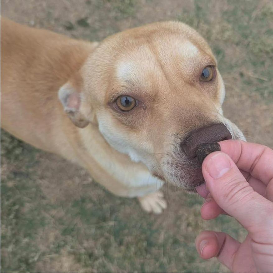 Enlarge JOHNNY  Available NOW - ADOPTION or RESCUE!, a Adoptable Mixed Breed in Nashville, NC image 2/2