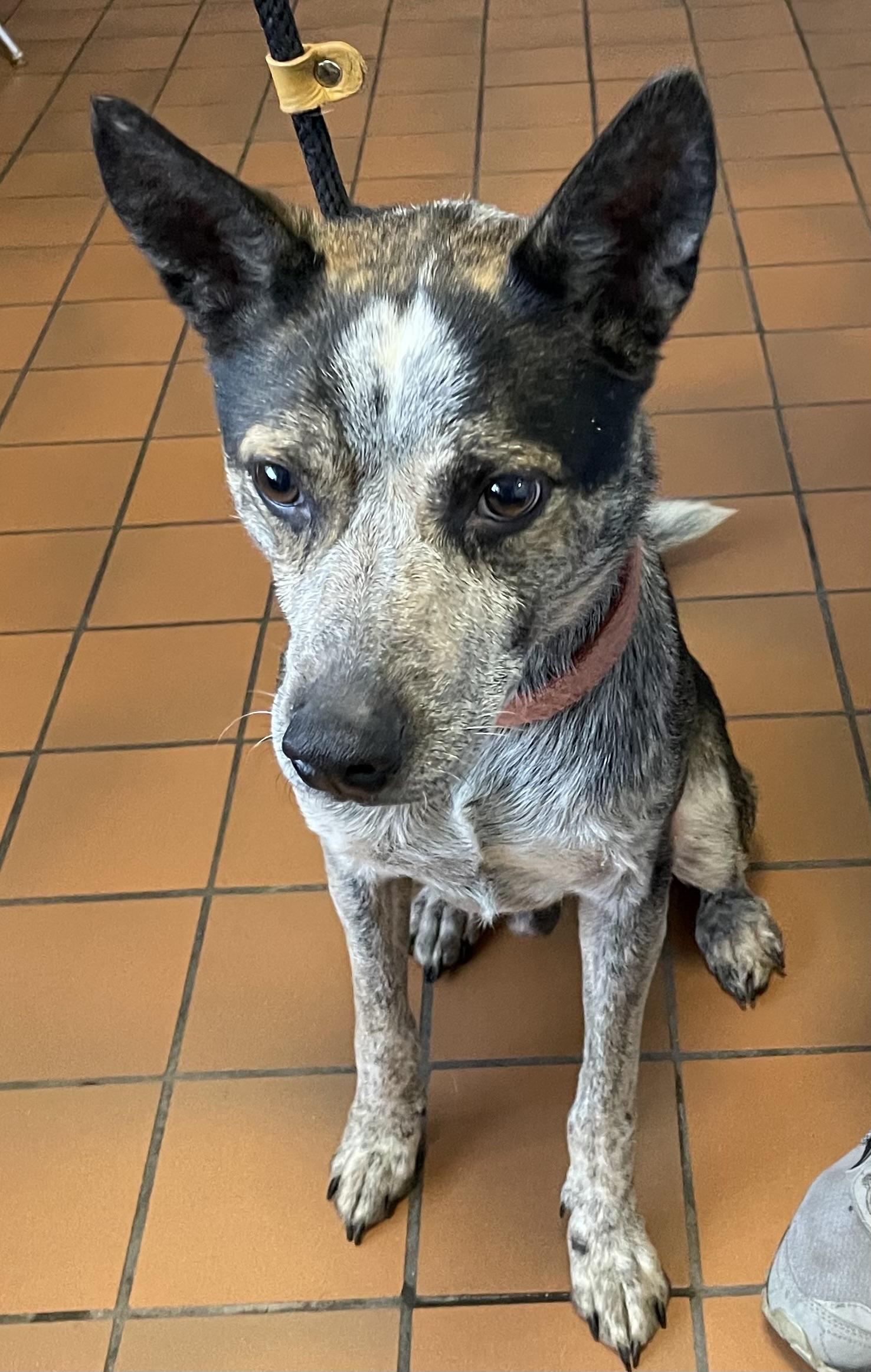 Enlarge Gobble AVAILABLE , a Adoptable Australian Cattle Dog / Blue Heeler in Canton, OH image 2/2