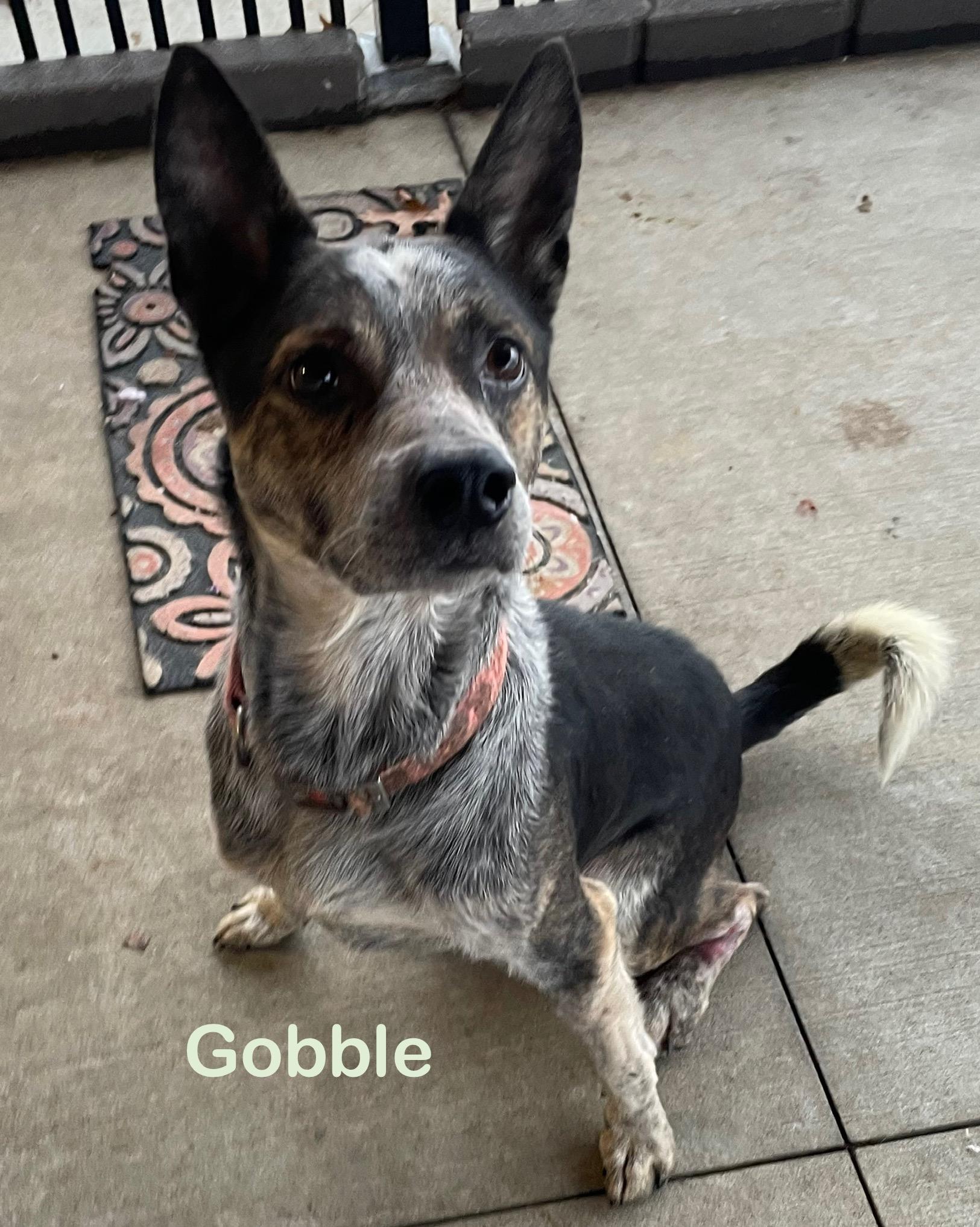 Enlarge Gobble AVAILABLE , a Adoptable Australian Cattle Dog / Blue Heeler in Canton, OH image 1/2
