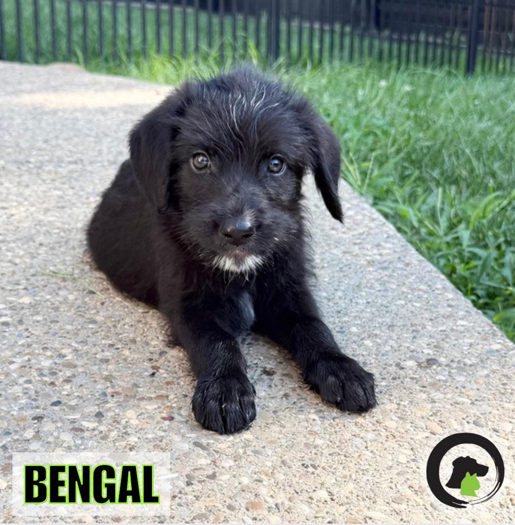BENGAL