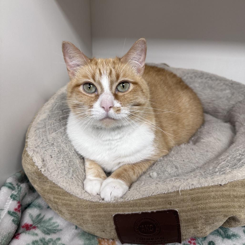 Peach, Adoptable, Adult Female Domestic Short Hair.