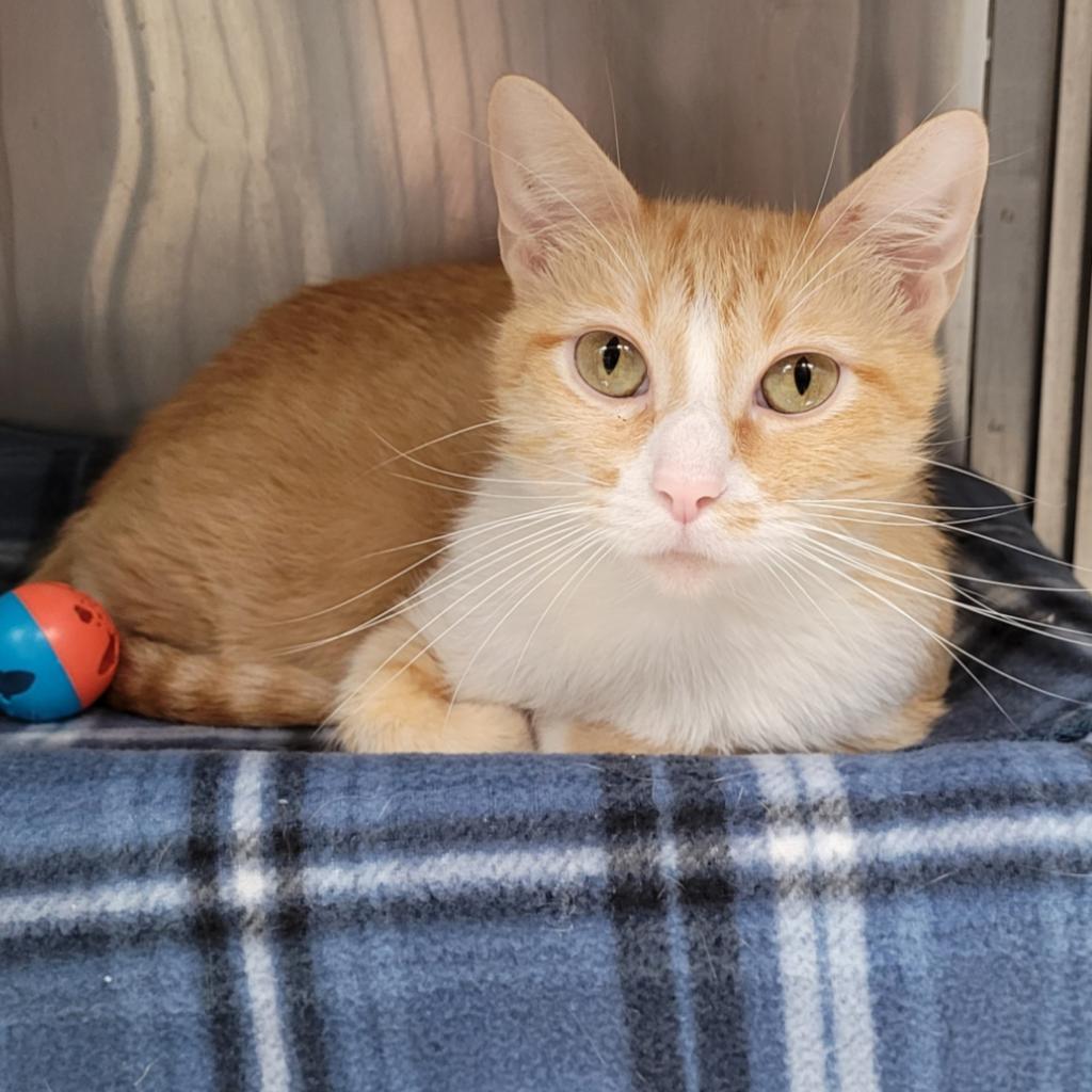 Enlarge Peach, a Adoptable Domestic Short Hair in Stillwater, OK image 2/2