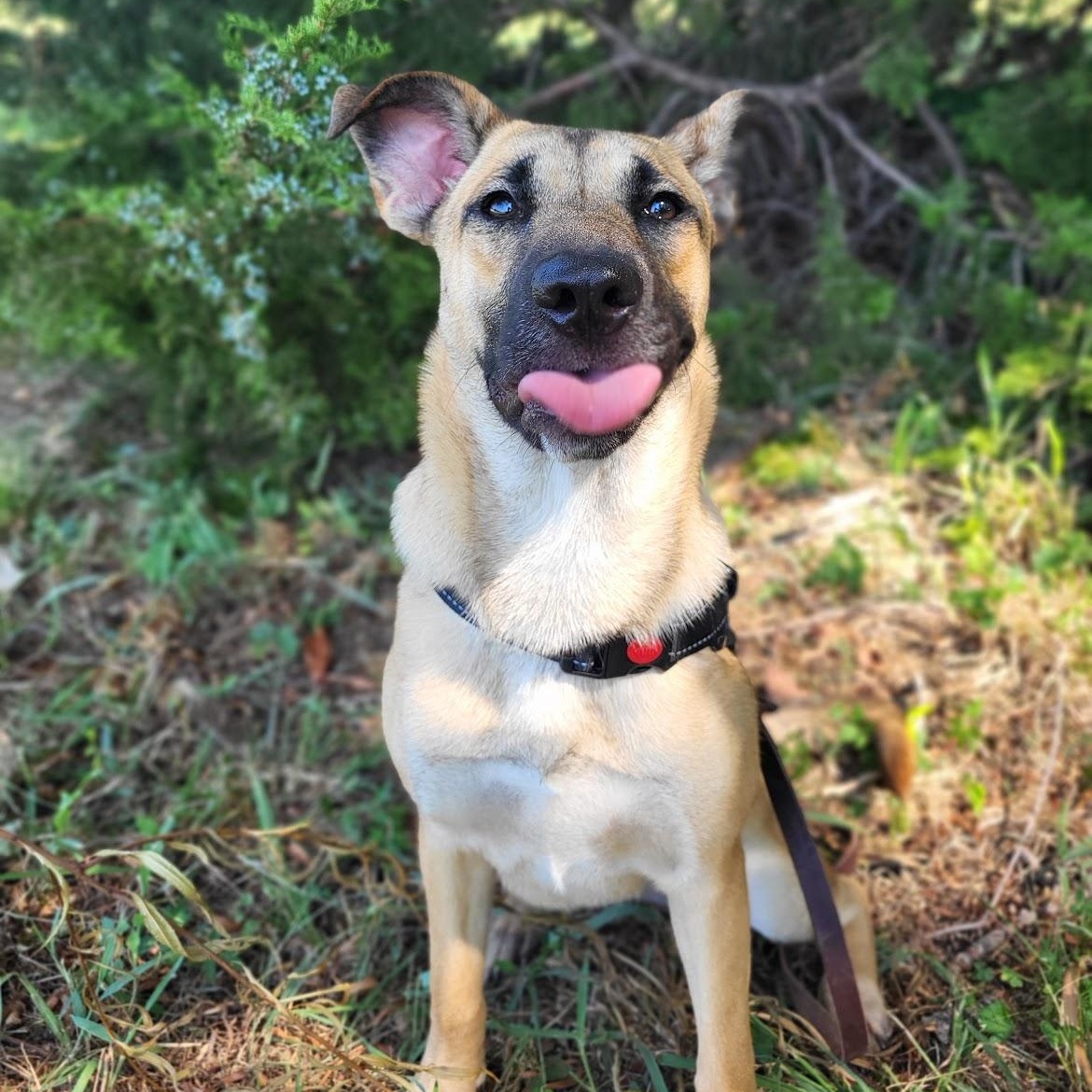 Enlarge Lady, an adopted mixed breed in Colleyville, TX image 3/6