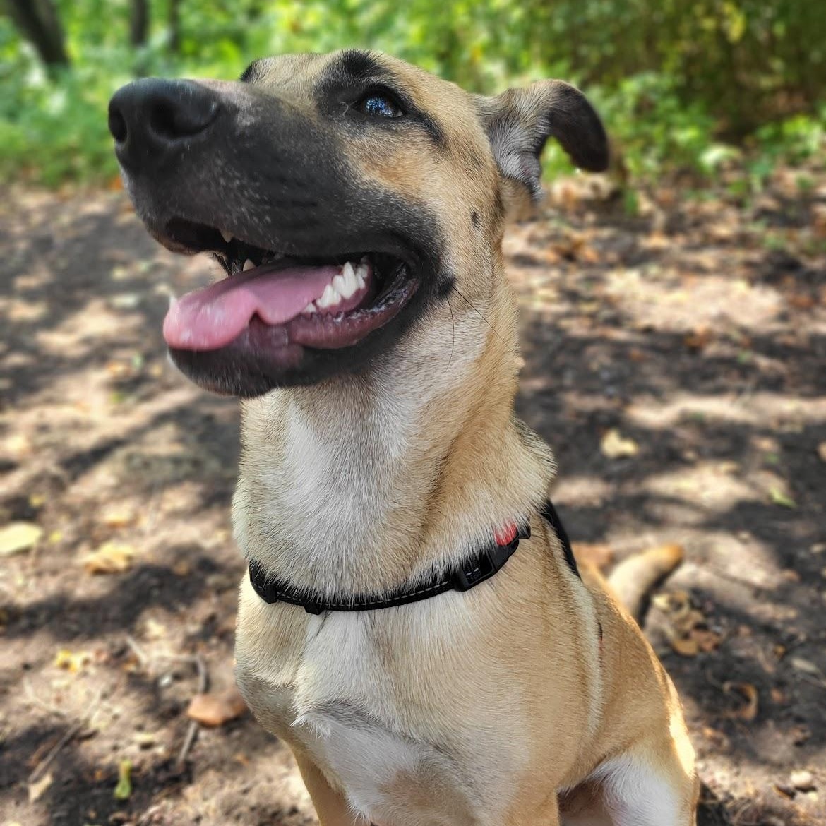 Enlarge Lady, an adopted mixed breed in Colleyville, TX image 4/6