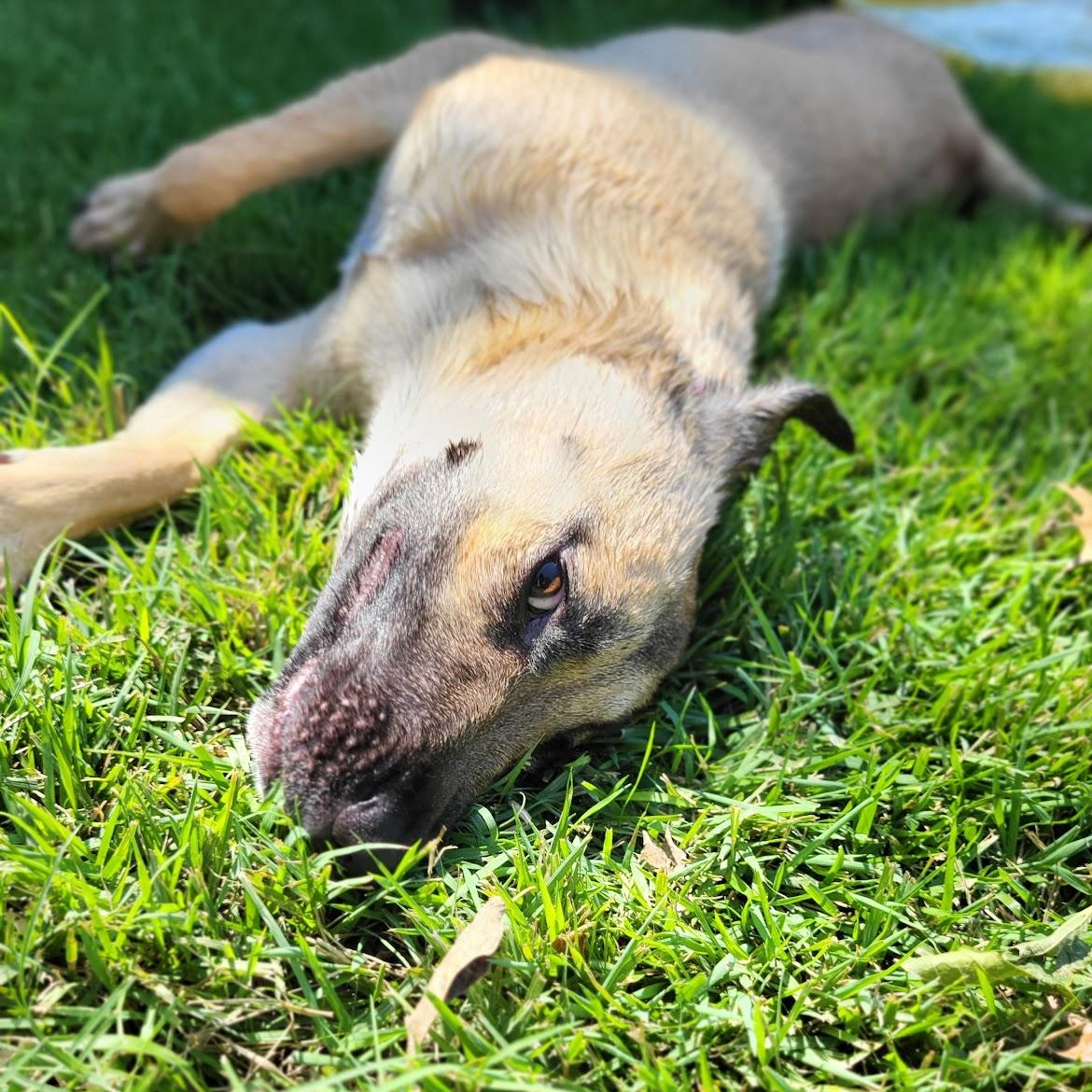 Enlarge Lady, an adopted mixed breed in Colleyville, TX image 6/6