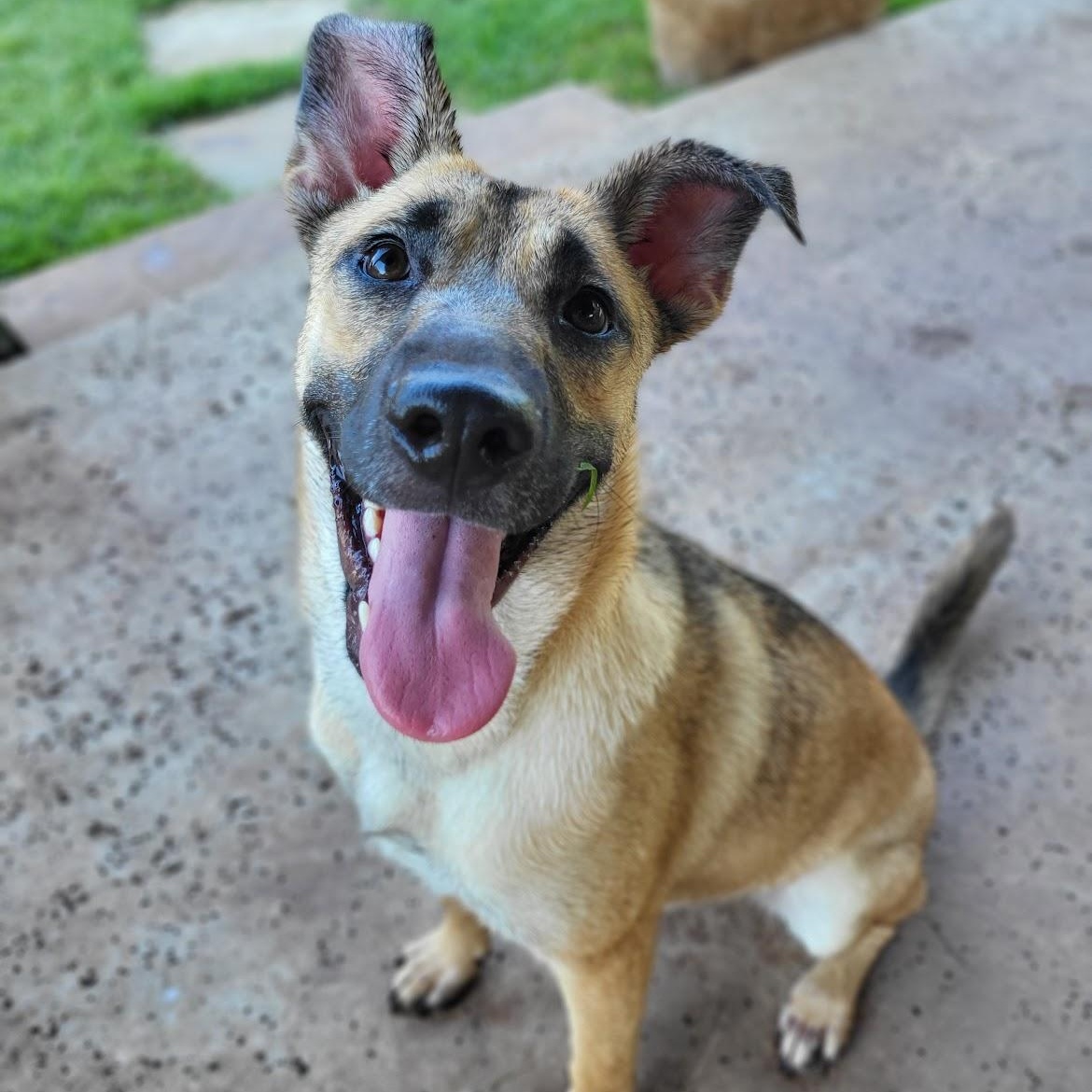 Enlarge Lady, an adopted mixed breed in Colleyville, TX image 1/6