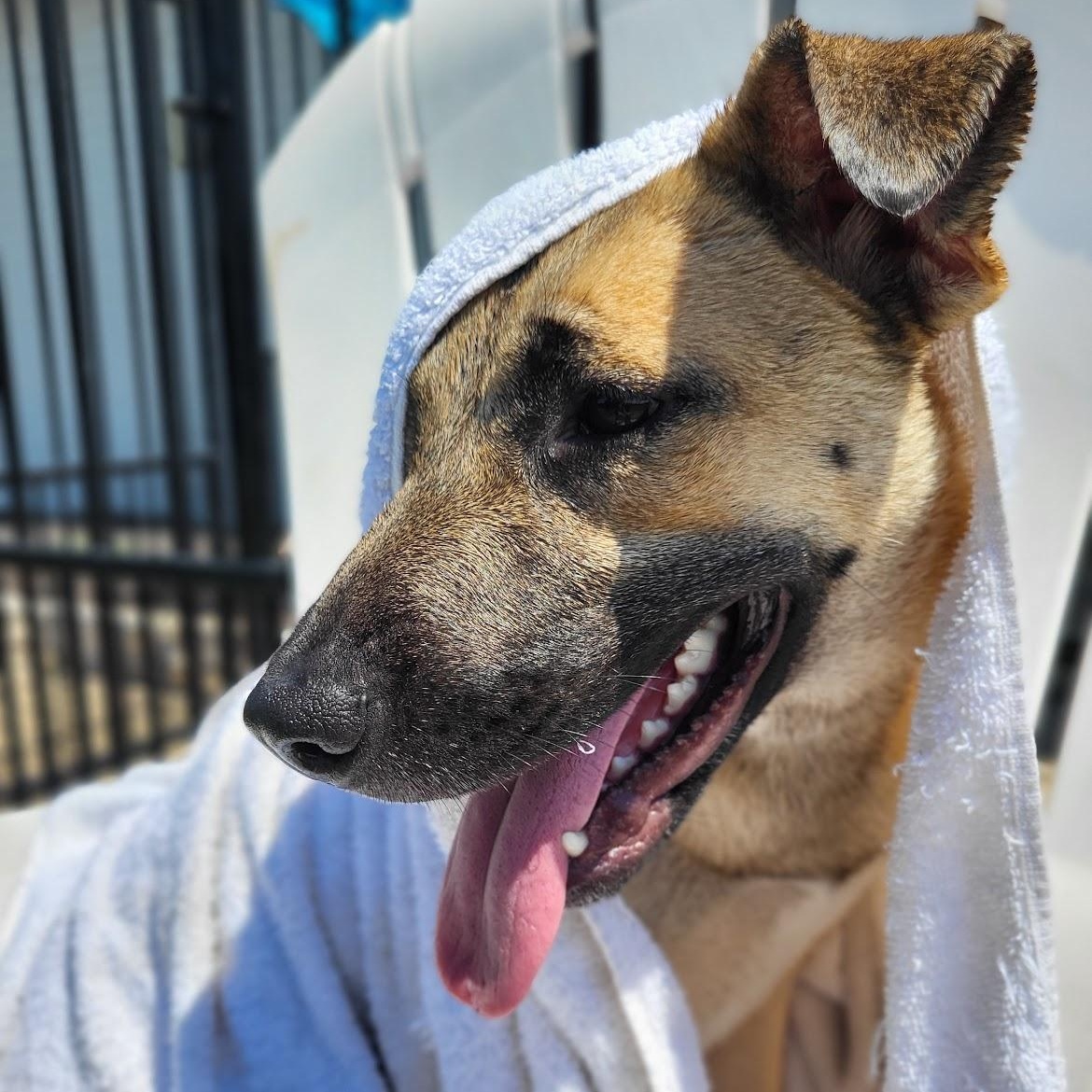 Enlarge Lady, an adopted mixed breed in Colleyville, TX image 5/6