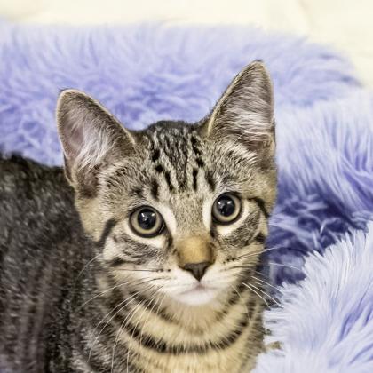 Kelso, Adoptable, Kitten Male Domestic Short Hair & Domestic Short Hair.