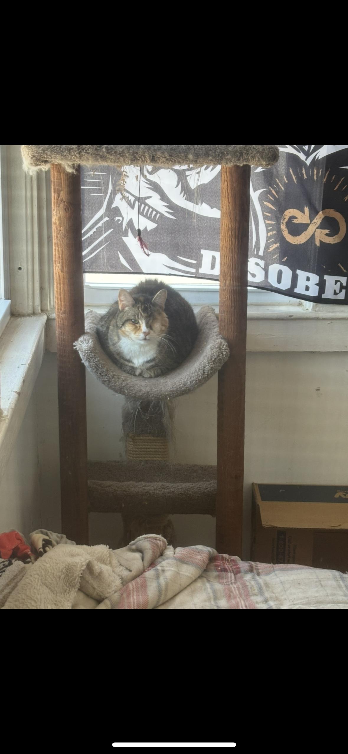 Enlarge Honeycomb - IN FOSTER, a ADOPTABLE Domestic Short Hair in Manchester, NH image 2/3