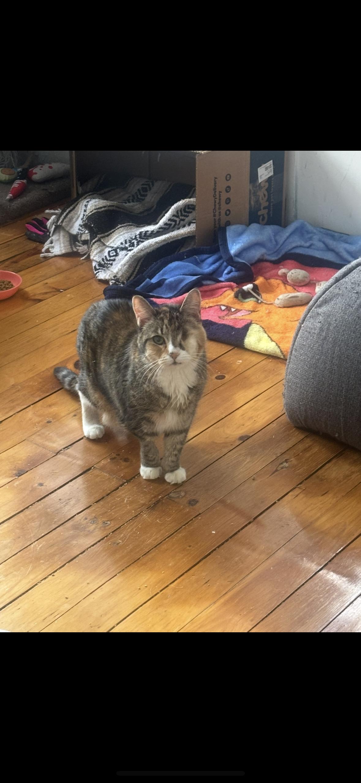 Enlarge Honeycomb - IN FOSTER, a ADOPTABLE Domestic Short Hair in Manchester, NH image 3/3