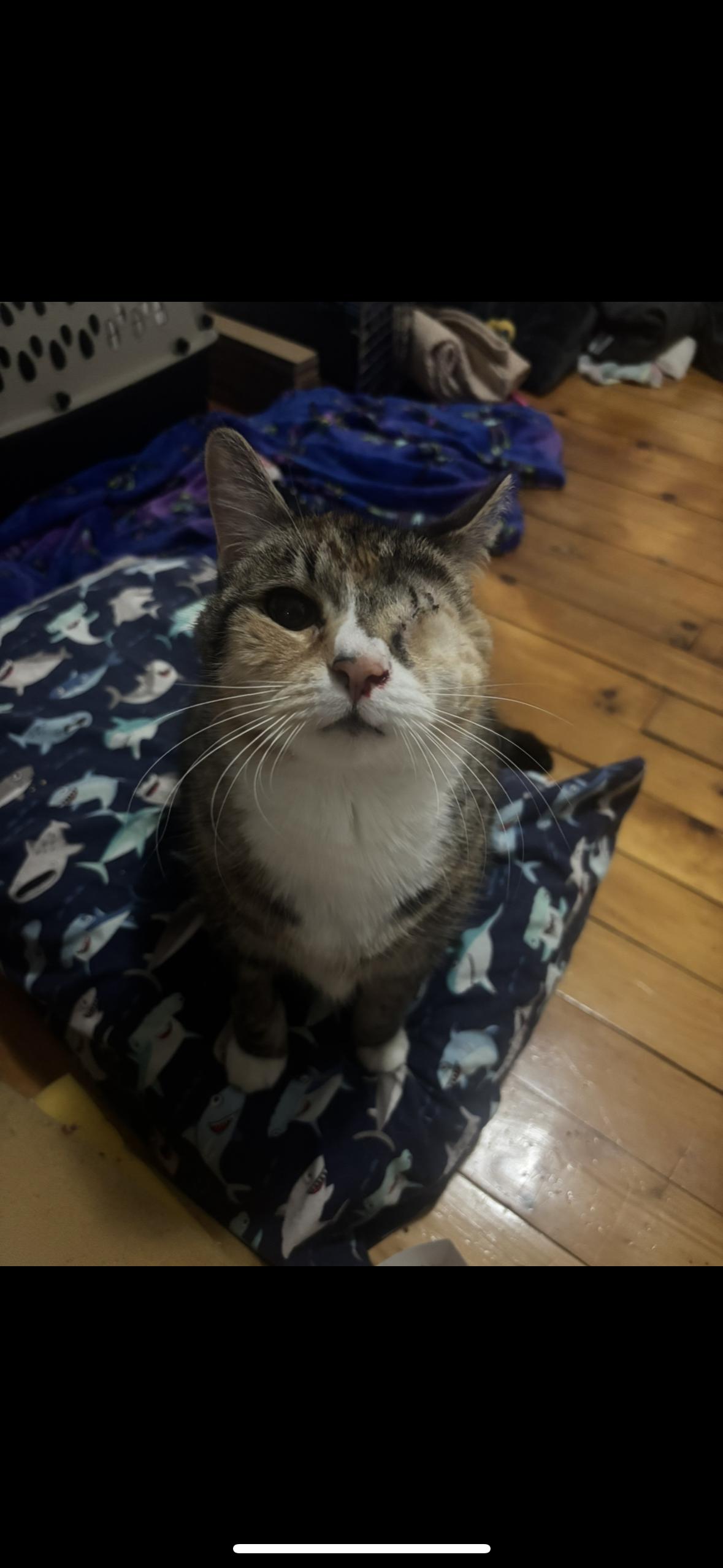 Honeycomb - IN FOSTER, ADOPTABLE, Senior Female Domestic Short Hair.