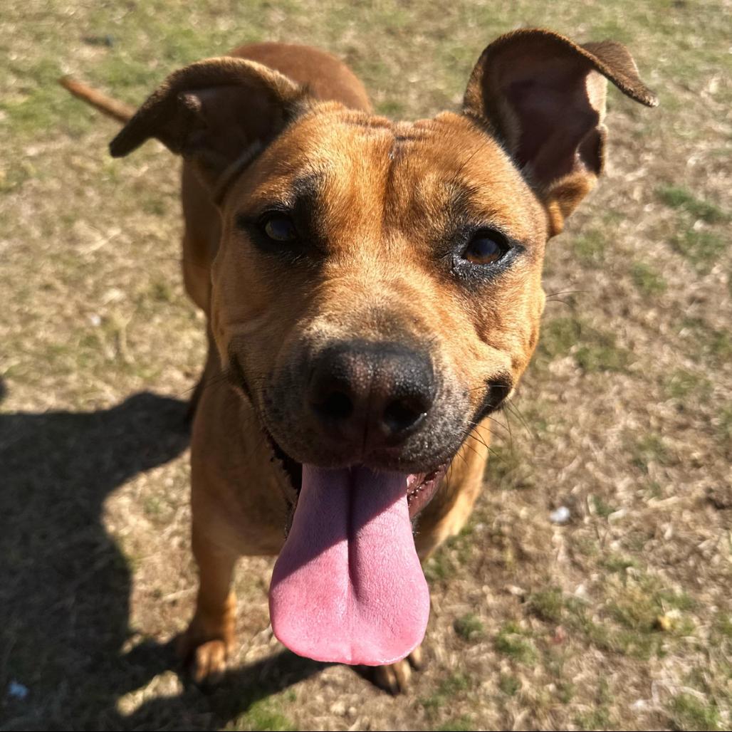 Honey Bun, Adoptable, Adult Female English Bulldog.