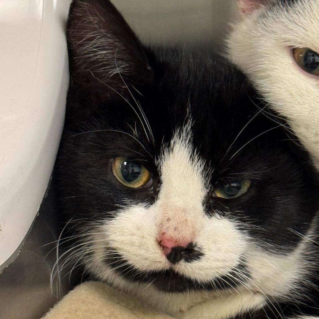 Mars, Adoptable, Kitten Female Domestic Short Hair.