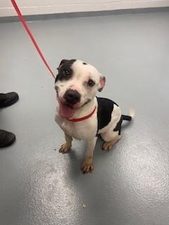 JERSEY, Adoptable, Young Female Pit Bull Terrier.