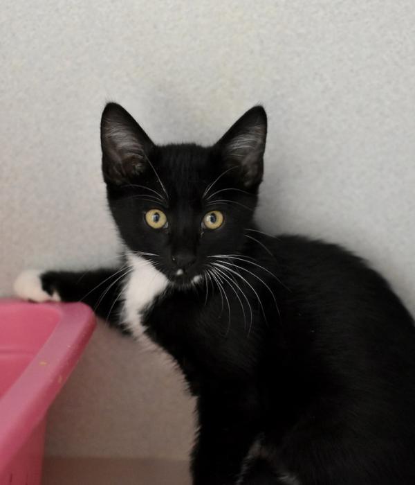 Enlarge Dr. Facilier, a Adoptable Domestic Short Hair in Marietta, GA image 1/6