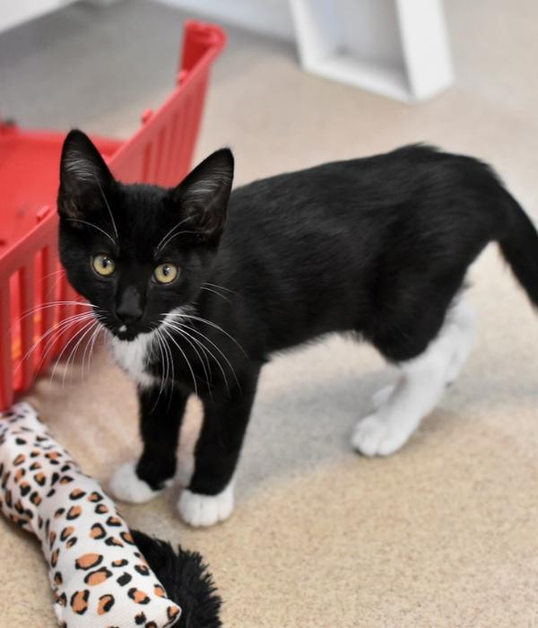 Enlarge Dr. Facilier, a Adoptable Domestic Short Hair in Marietta, GA image 2/6