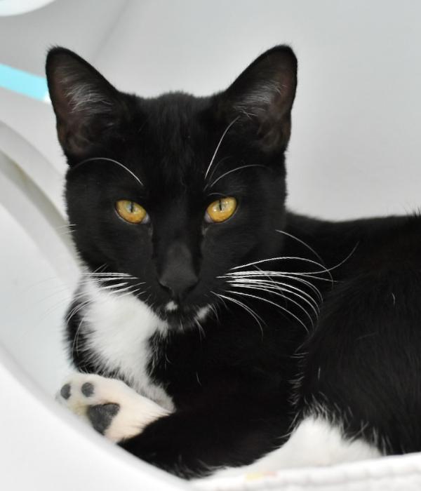 Enlarge Dr. Facilier, a Adoptable Domestic Short Hair in Marietta, GA image 3/6