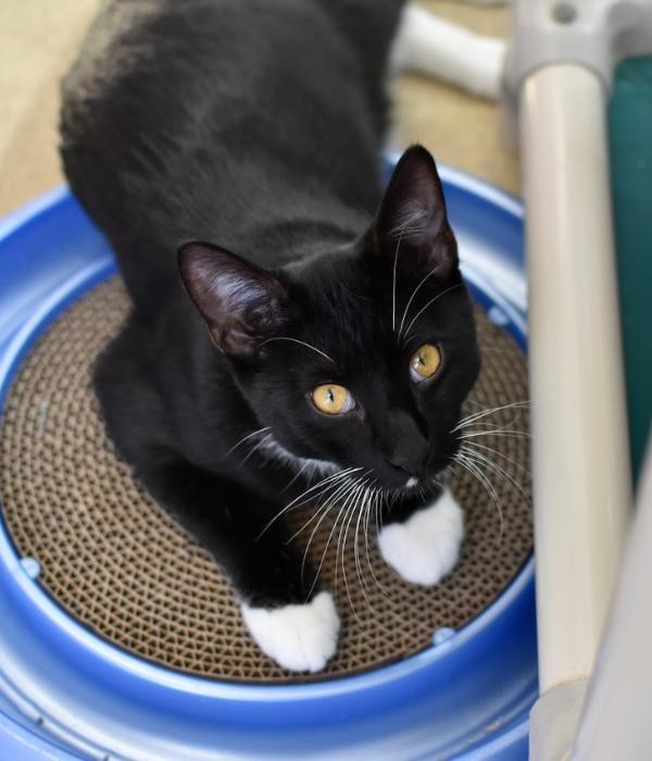 Enlarge Dr. Facilier, a Adoptable Domestic Short Hair in Marietta, GA image 4/6