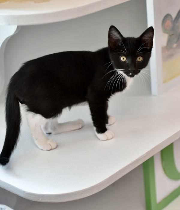 Enlarge Dr. Facilier, a Adoptable Domestic Short Hair in Marietta, GA image 5/6