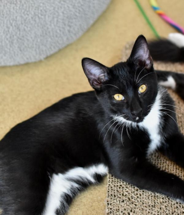 Enlarge Dr. Facilier, a Adoptable Domestic Short Hair in Marietta, GA image 6/6