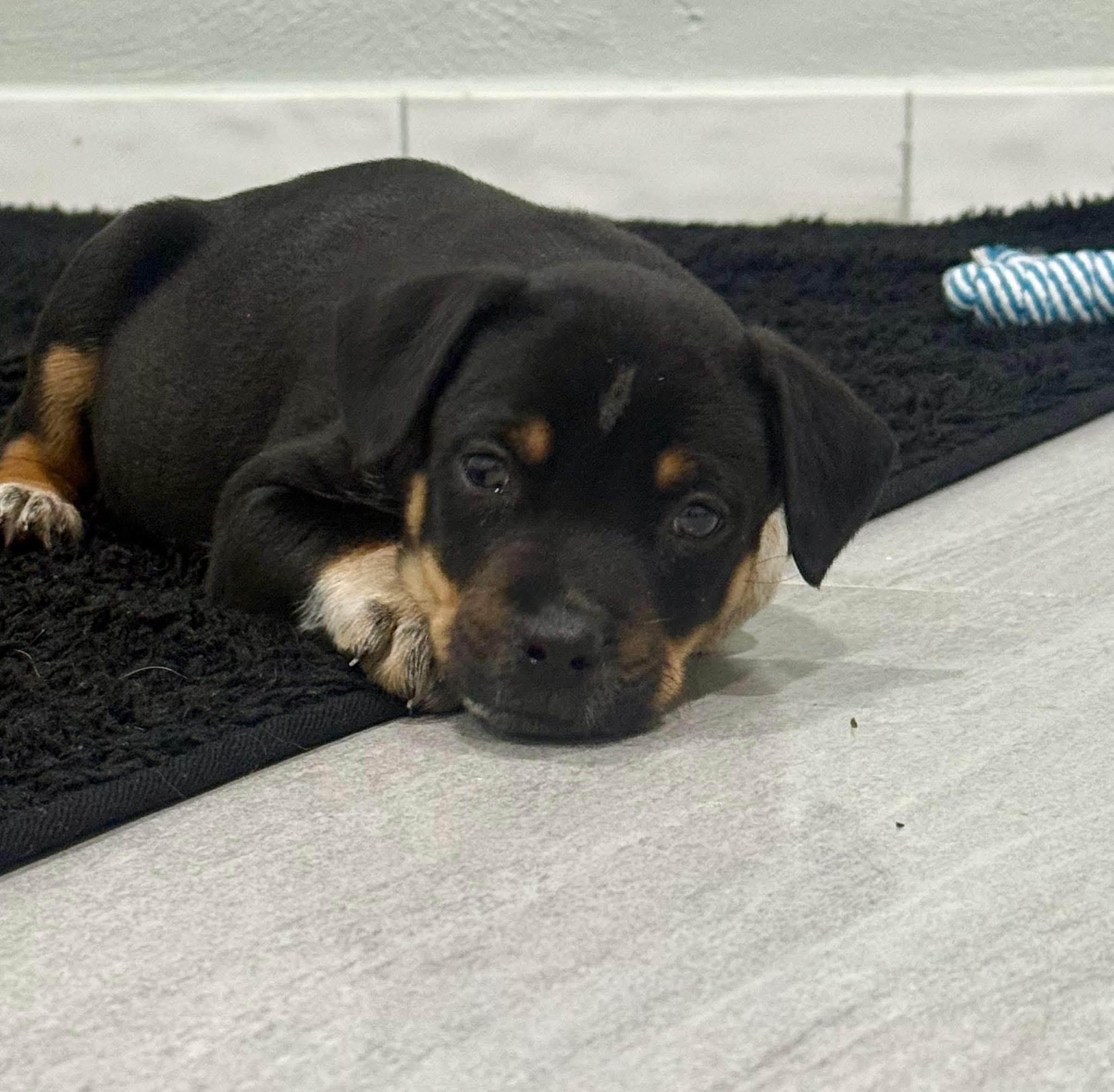 Enlarge Snowdrop, a Adoptable mixed breed in Copiague, NY image 3/3