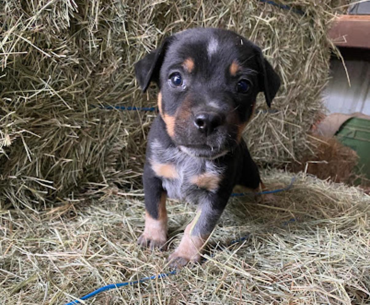 Enlarge Snowdrop, a Adoptable mixed breed in Copiague, NY image 2/3