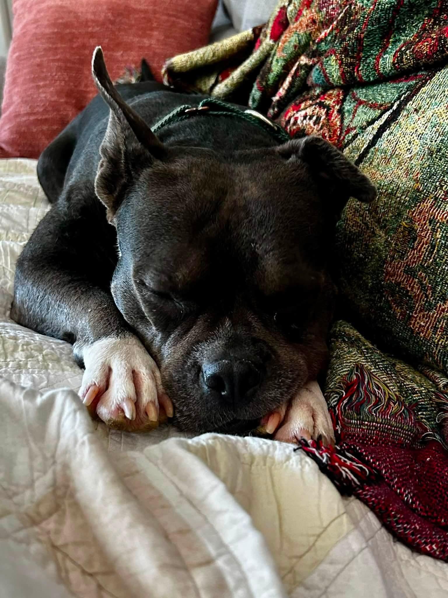 Enlarge Summer, a Adoptable mixed breed in Savannah, GA image 1/5