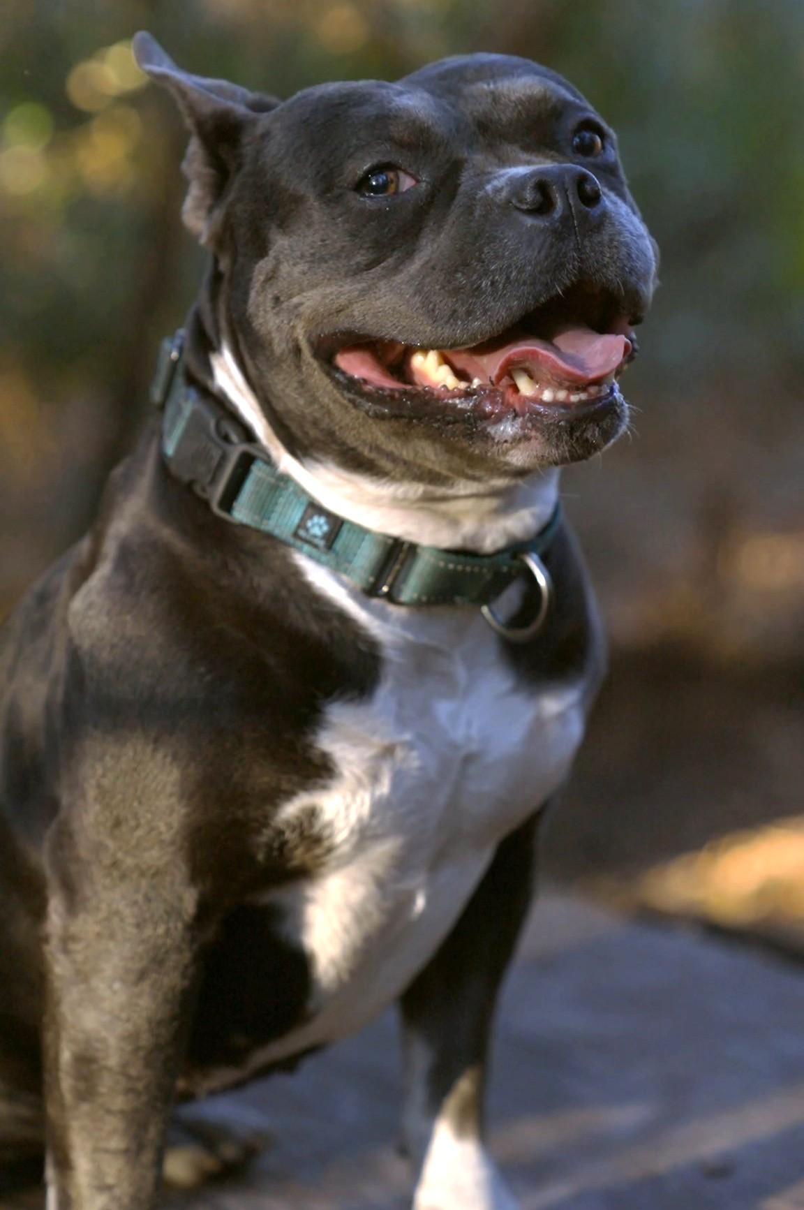 Summer, a Adoptable mixed breed in Savannah, GA image 2/6