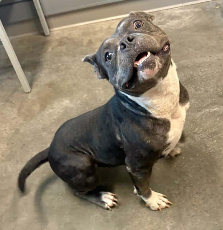 Summer, a Adoptable mixed breed in Savannah, GA image 3/6