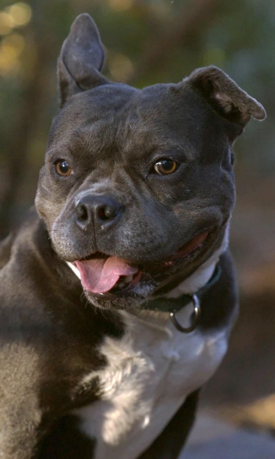 Summer, a Adoptable mixed breed in Savannah, GA image 4/6