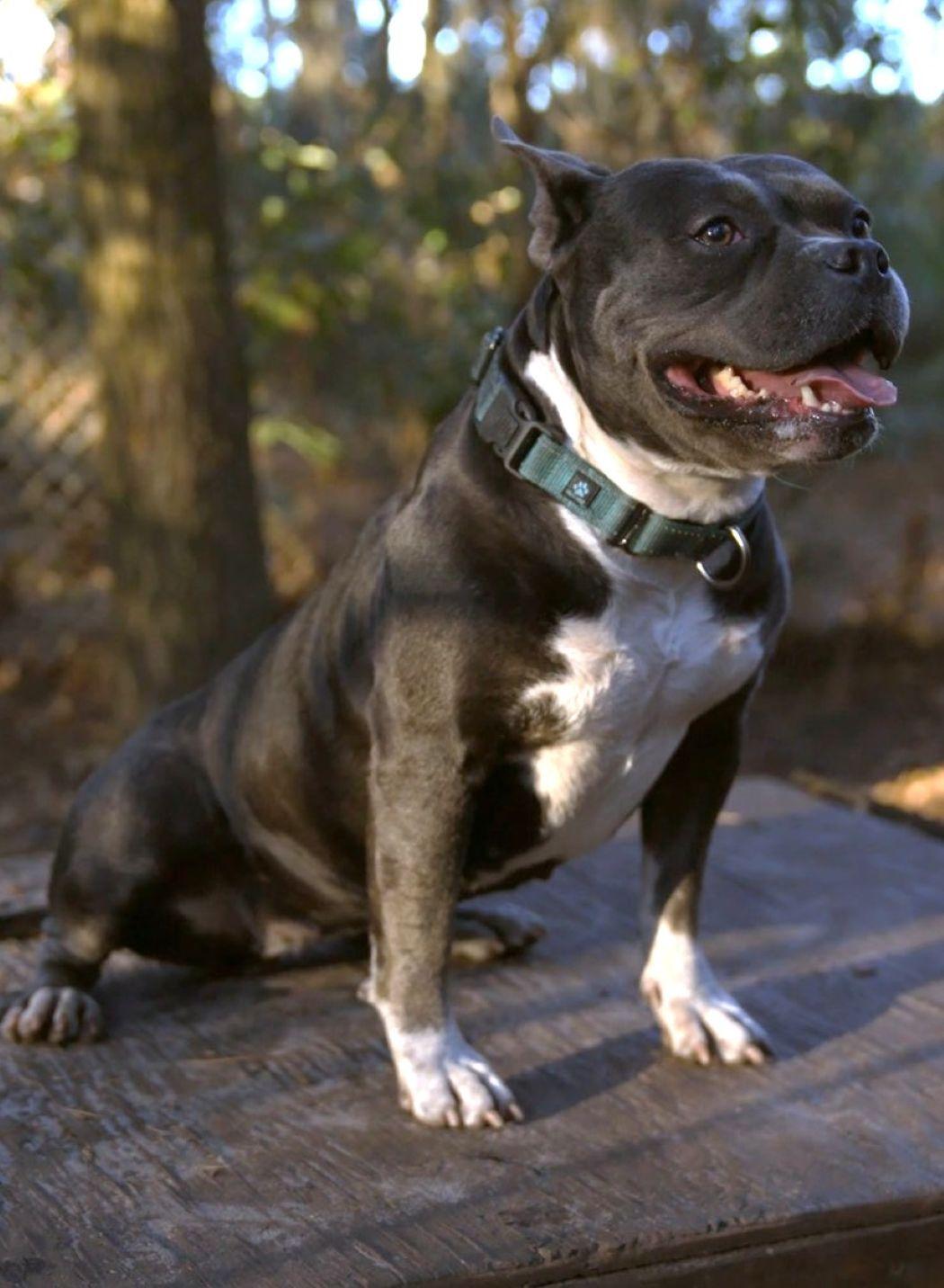 Summer, a Adoptable mixed breed in Savannah, GA image 5/6