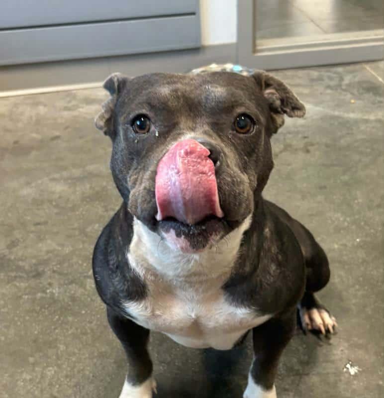 Summer, a Adoptable mixed breed in Savannah, GA image 6/6