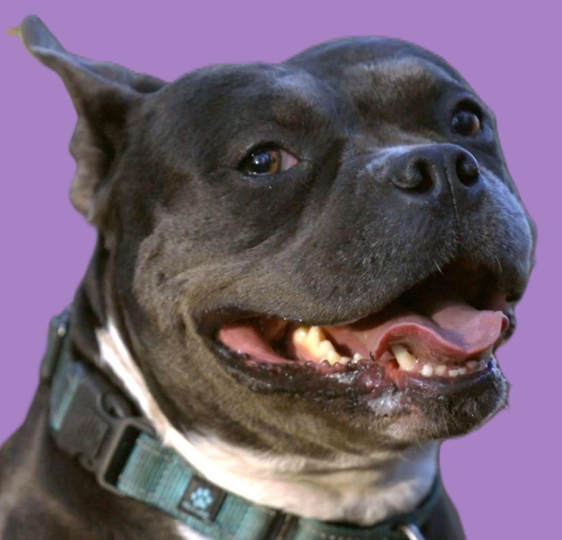 Summer, Adoptable, Adult Female English Bulldog & English Bulldog.