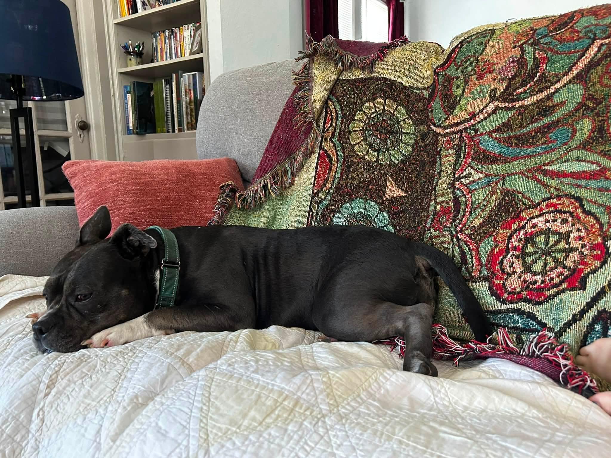 Enlarge Summer, a Adoptable mixed breed in Savannah, GA image 4/5